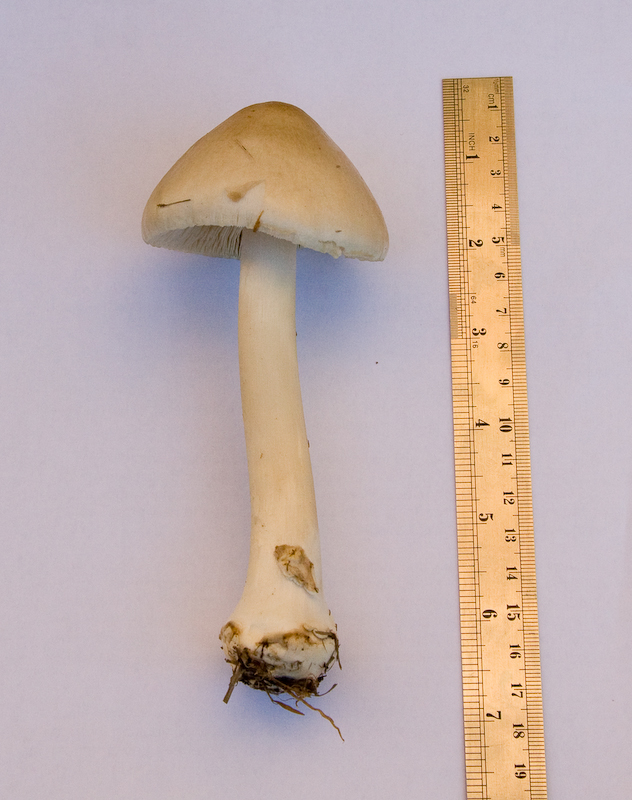 http://www.probetech.co.uk/fungi/fungi1.jpg