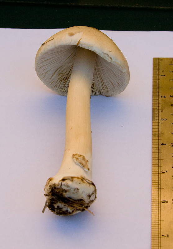 http://www.probetech.co.uk/fungi/fungi2.jpg