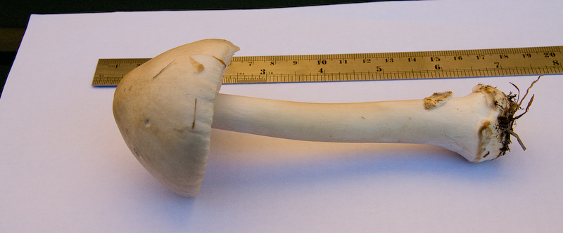 http://www.probetech.co.uk/fungi/fungi3.jpg