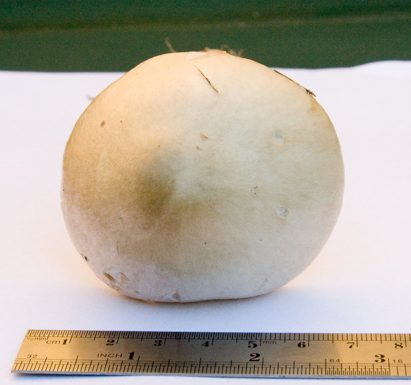 http://www.probetech.co.uk/fungi/fungi4.jpg