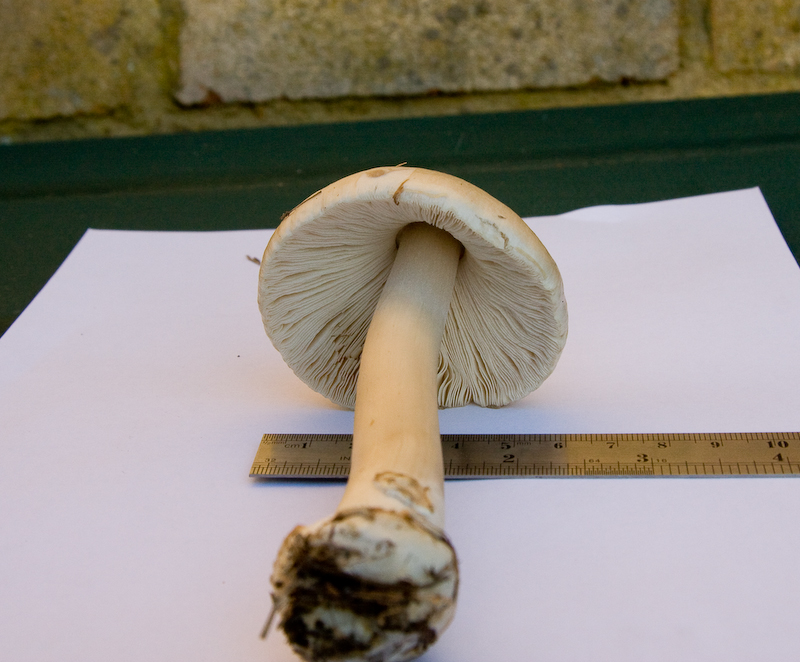 http://www.probetech.co.uk/fungi/fungi5.jpg