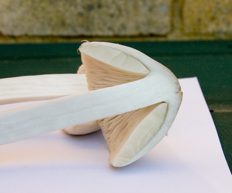 http://www.probetech.co.uk/fungi/fungi7.jpg