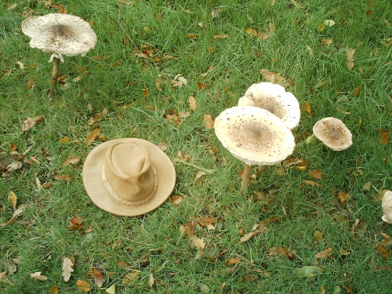 fungi1.jpg