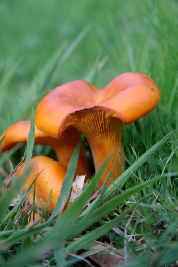 http://www.probetech.co.uk/gallery/_mg_1326.jpg