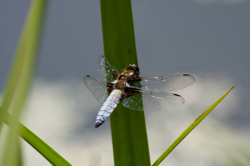 http://www.probetech.co.uk/gallery/hornet/broad-bodied-chaser2.jpg