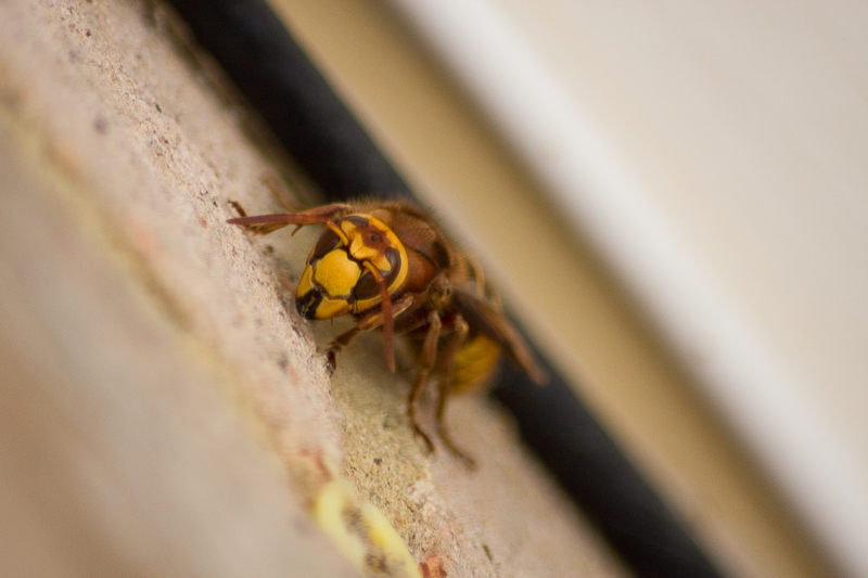 http://www.probetech.co.uk/gallery/hornet/hornet-1.jpg