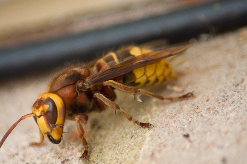 http://www.probetech.co.uk/gallery/hornet/hornet-2.jpg